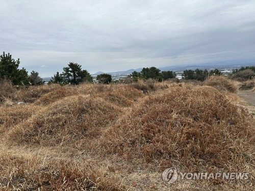 제주도 서귀포시 대정읍 모슬봉 아래에 있는 공설묘지. [연합뉴스]